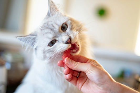Understanding the Value of Moist Diets for Cats