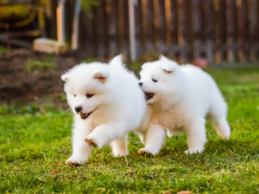 Risks of Feeding Puppies with Adult Dog Food