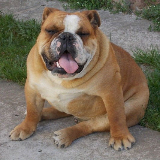 Why Do Dogs Become Overweight?