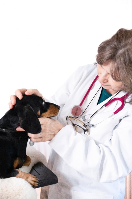 Understanding Urinary Health in our Pets