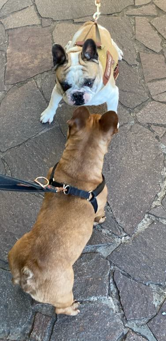 Connection between Diet and Flatulence in Bully Breeds