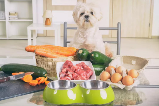 Transitioning your Pet to a Handmade Diet