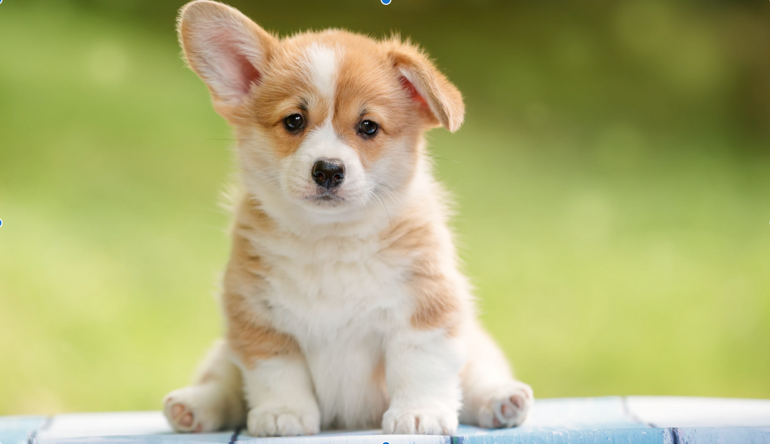 The Importance of Oral Tolerance in Puppy Diets